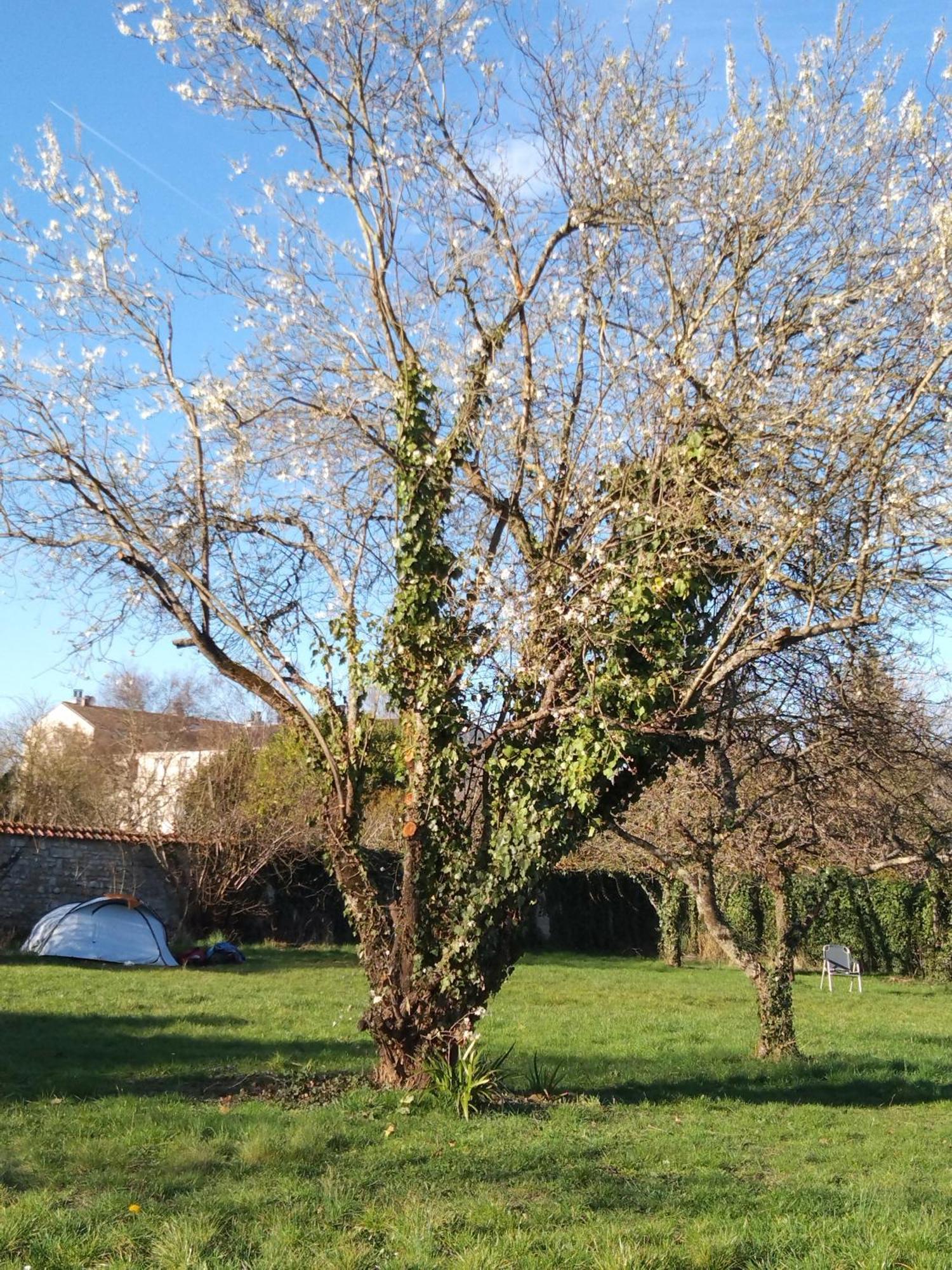 Tent